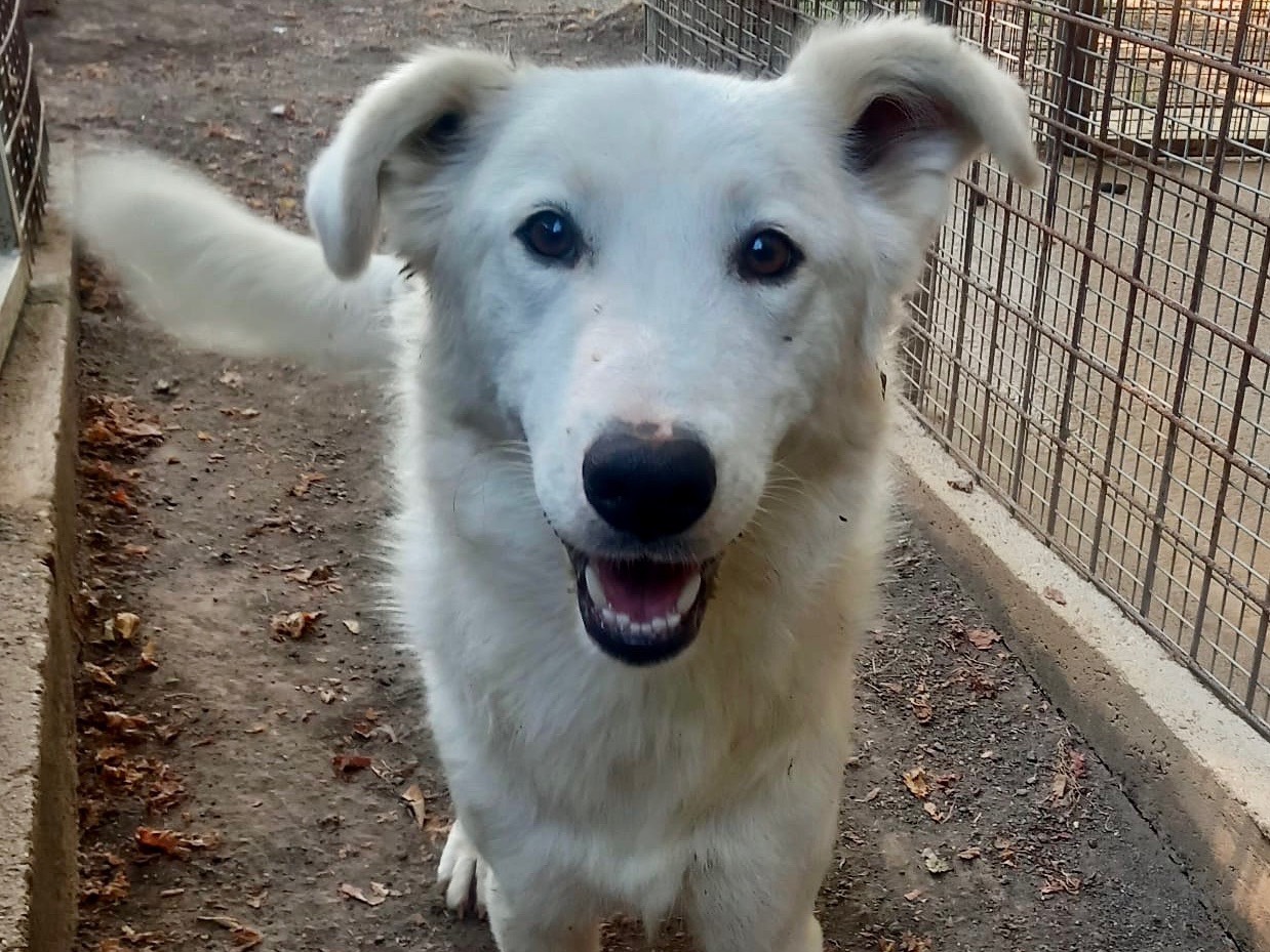 Adotta il cane Lola a Latina