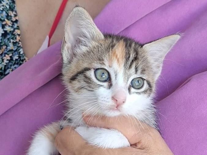 Foto dell'animale