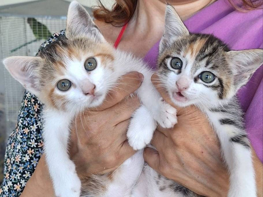 Adotta un gatto, femmina, 1 mesi, Piacenza