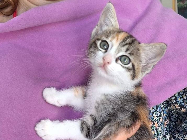 Adotta un gatto, taglia non valida, femmina, Piacenza