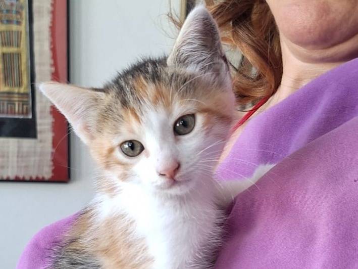 Vuoi adottare un gatto a Piacenza?