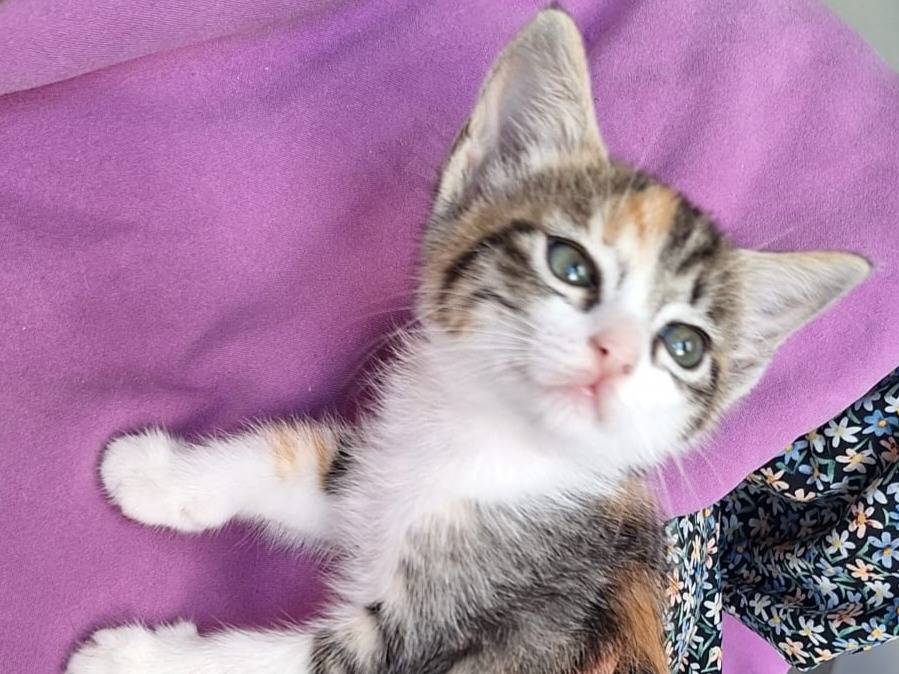 Adotta il gatto Demy e Sefy a Piacenza