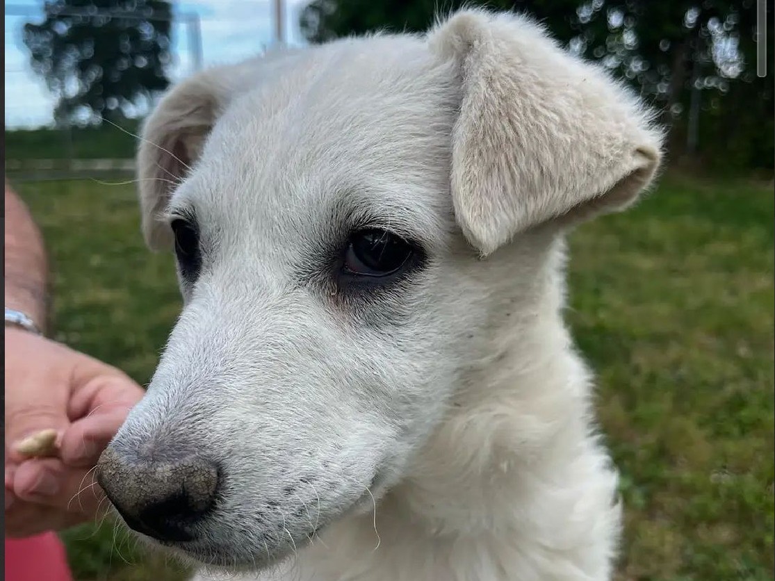 Adotta un cane, taglia media contenuta, femmina, Treviso