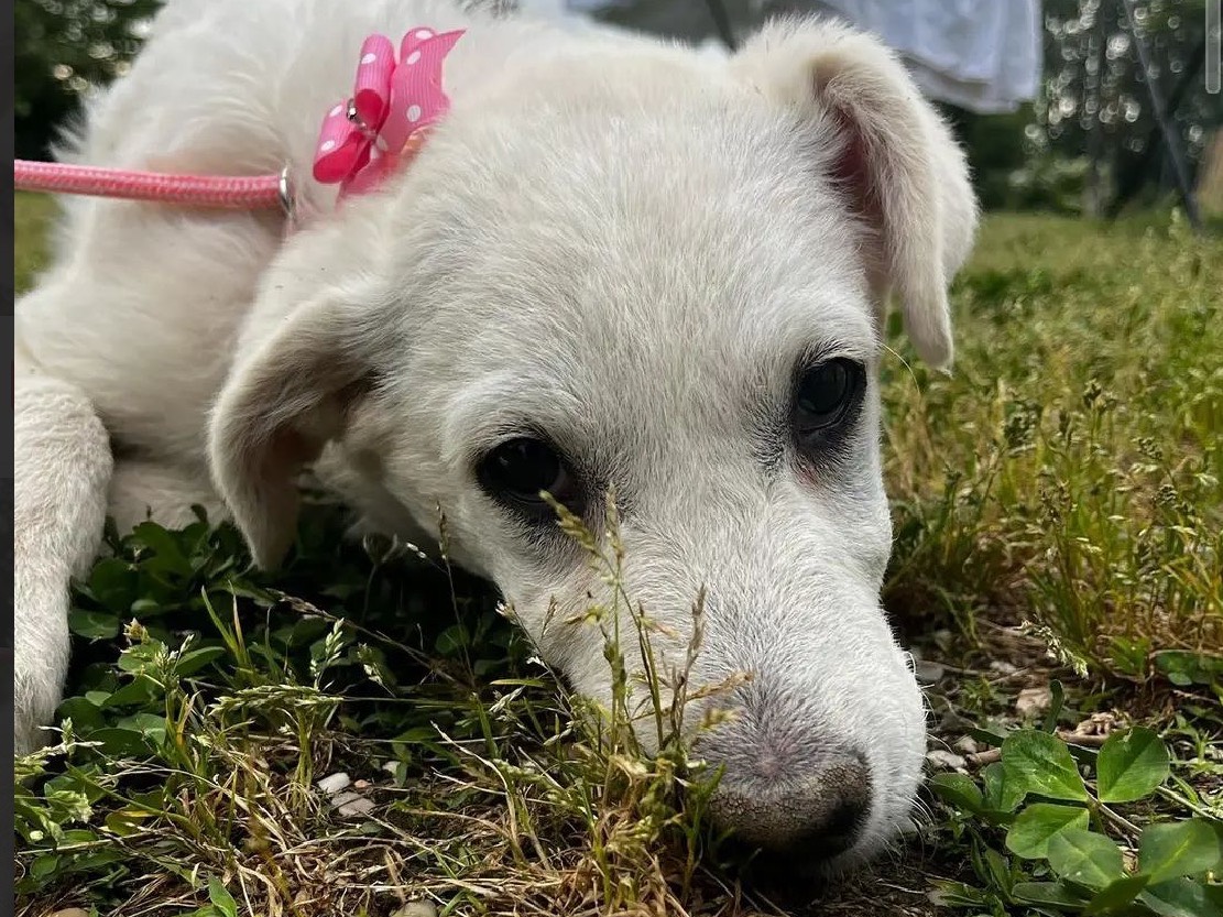 Vuoi adottare un cane a Treviso?