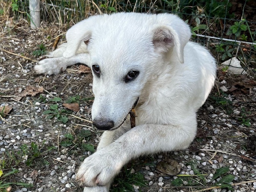 Adotta un cane, femmina, 2 mesi, Treviso