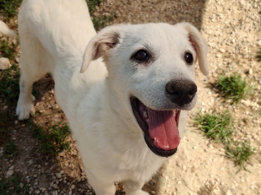 Adozione cane, femmina, Razza sconosciuta Razza sconosciuta, 2 mesi, taglia media contenuta, Treviso