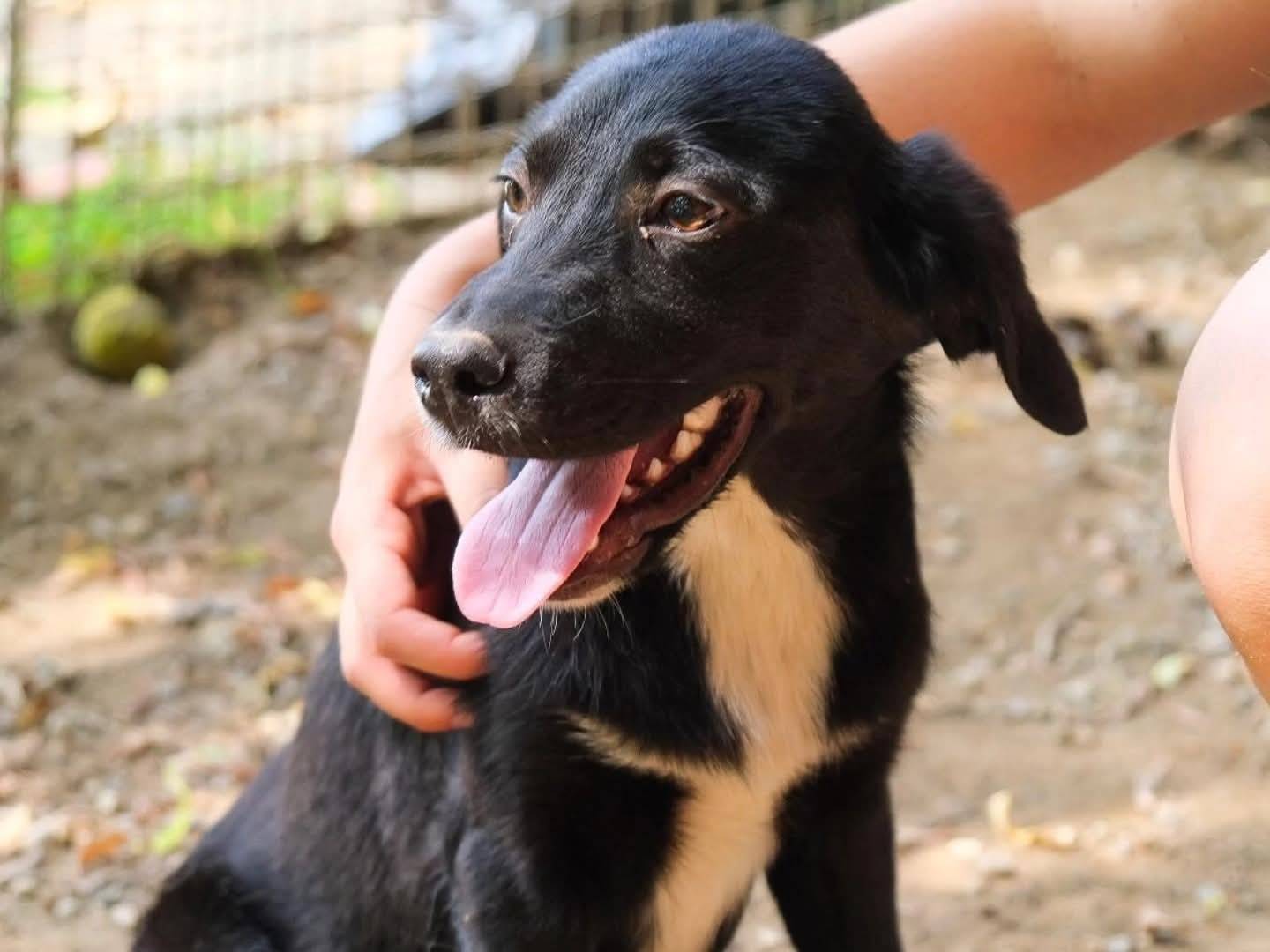 Adozione cane, maschio, Razza sconosciuta Razza sconosciuta, 9 mesi, taglia media, Torino