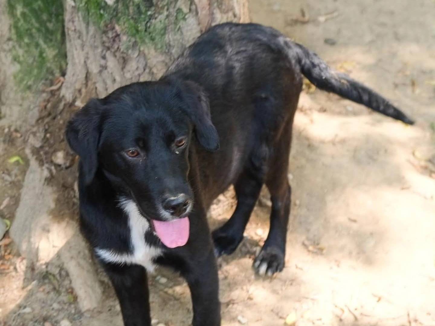 Adotta un cane, maschio, 9 mesi, Torino