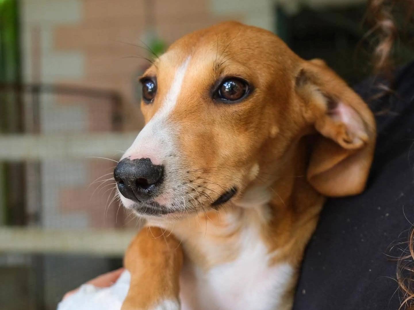 Adotta un cane, femmina, 4 mesi, Torino