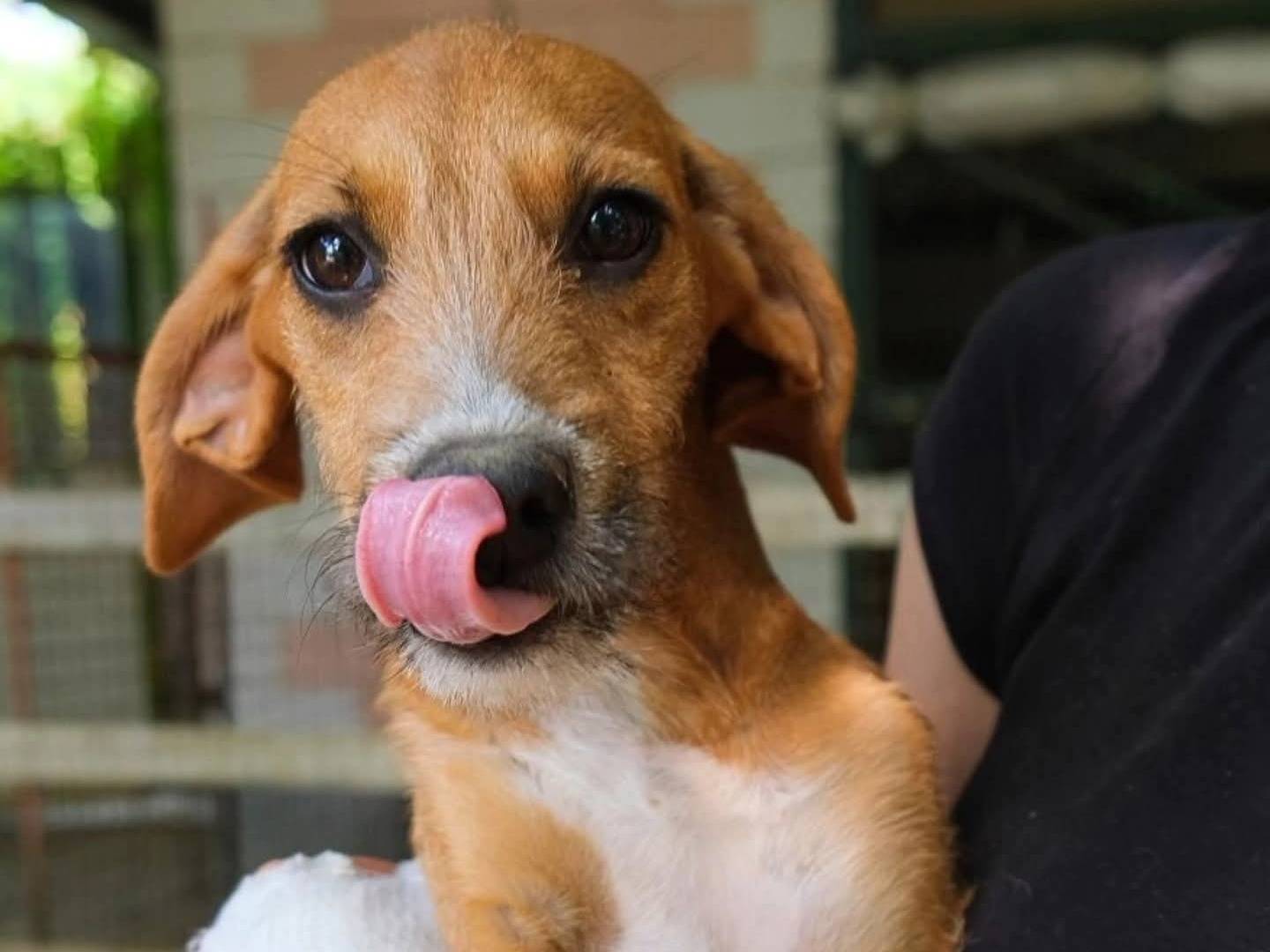 Adozione cane, femmina, Razza sconosciuta Razza sconosciuta, 9 mesi, taglia media, Torino