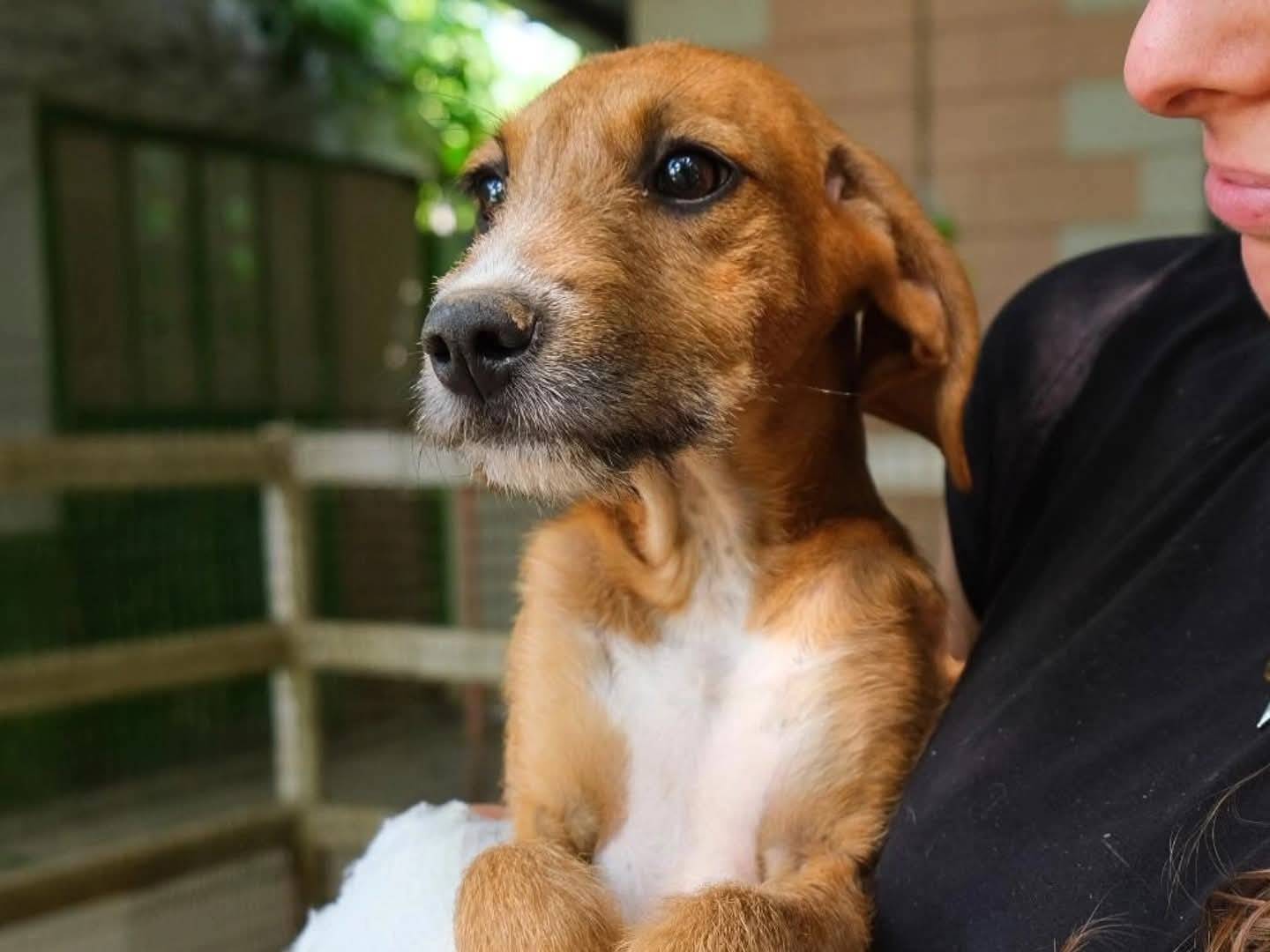 Adotta un cane, femmina, 9 mesi, Torino