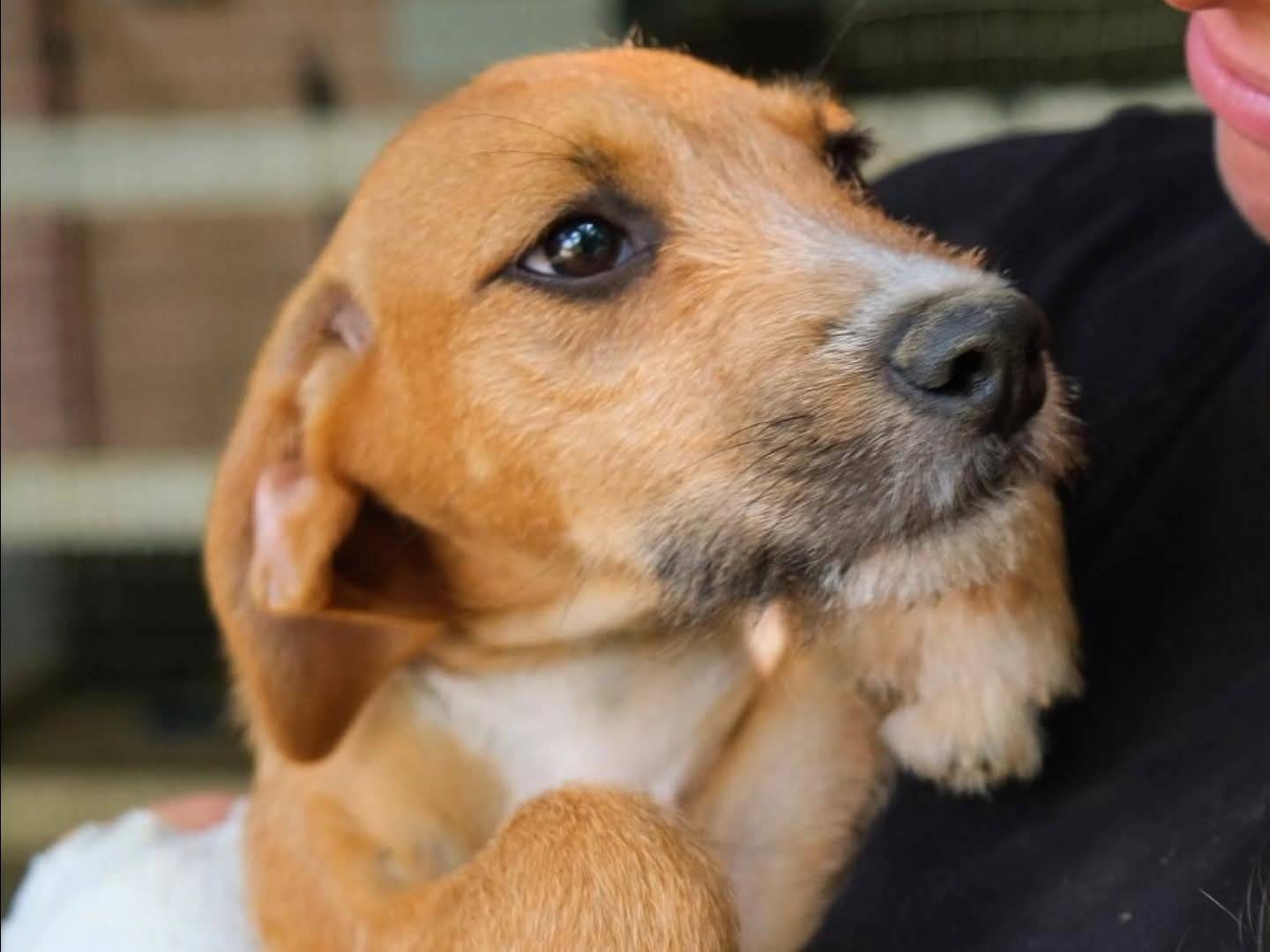 Adotta un cane, taglia media, femmina, Torino