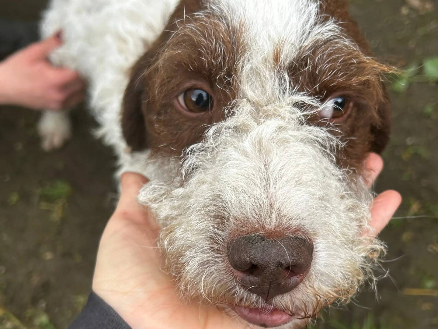 Vuoi adottare un cane a Roma?