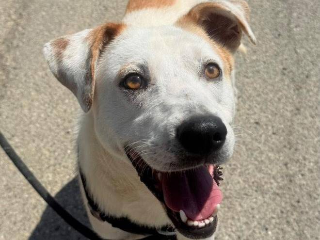 Adozione cane, maschio, Razza sconosciuta Razza sconosciuta, 3 anni e 2 mesi, taglia media, Torino