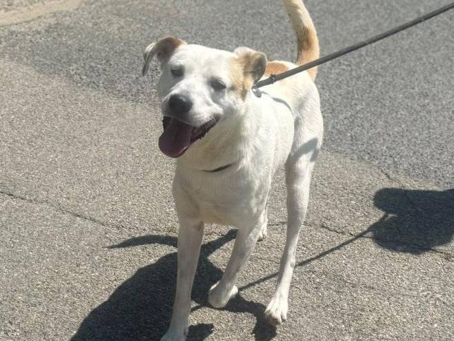 Adotta un cane, maschio, 3 anni e 2 mesi, Torino