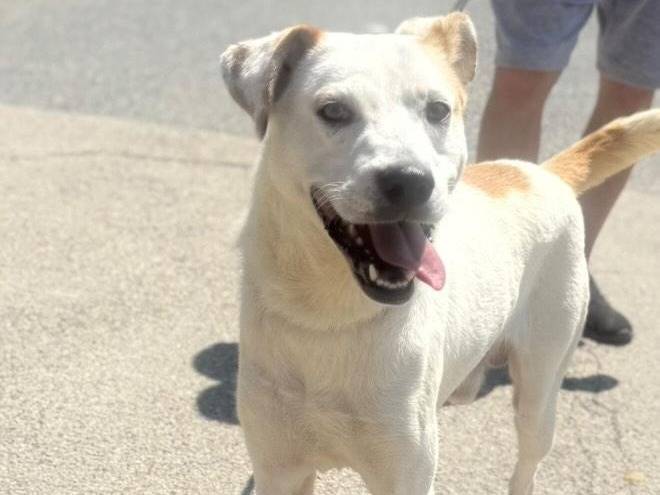 Adotta un cane, taglia media, maschio, Torino