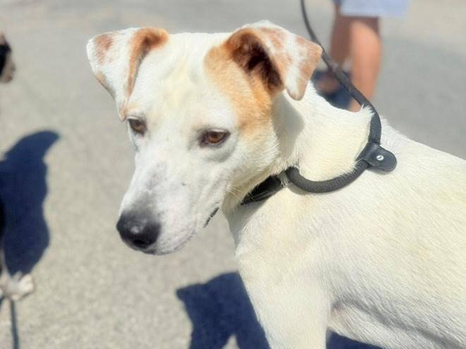 Vuoi adottare un cane a Torino?
