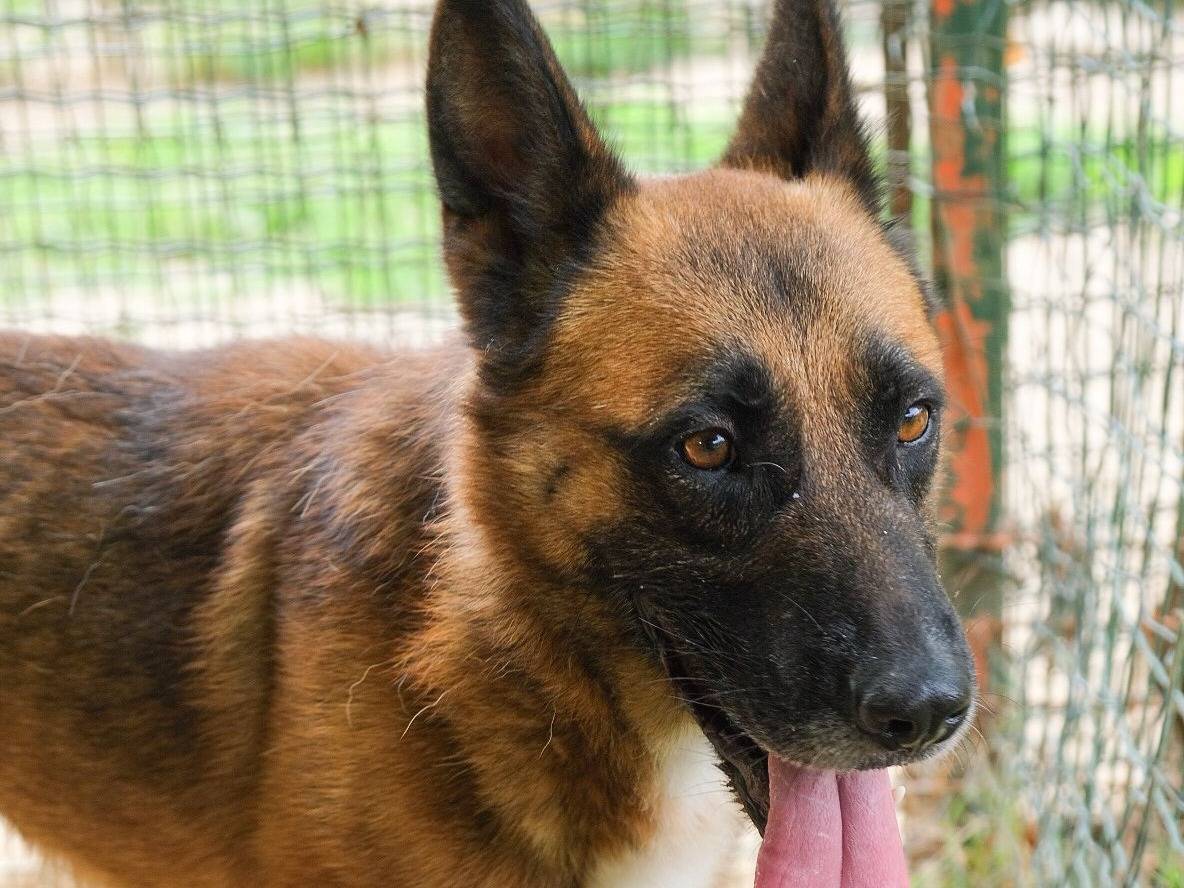 Adozione cane, maschio, Pastore tedesco Razza sconosciuta, 3 anni e 4 mesi, taglia grande, Torino