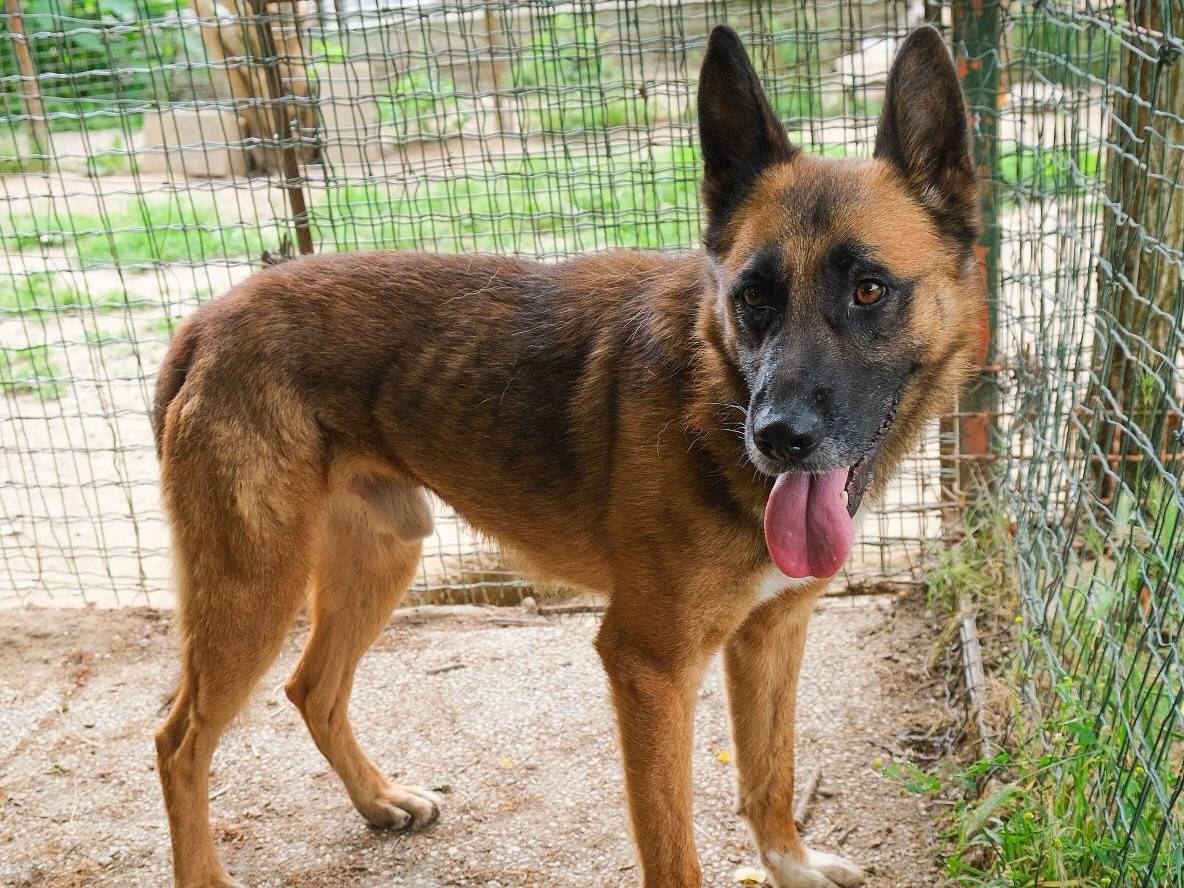 Adotta un cane, maschio, 3 anni e 4 mesi, Torino