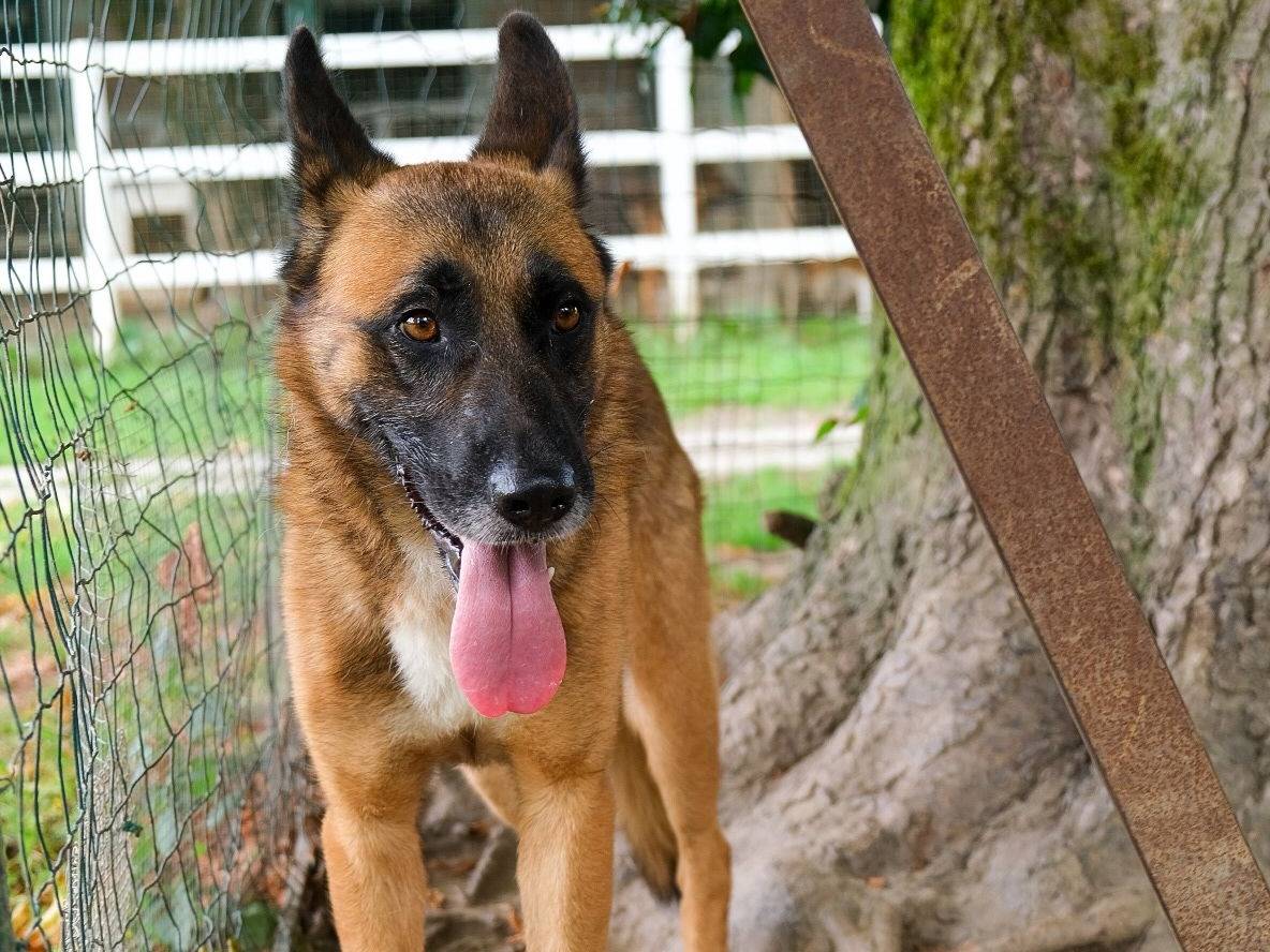 Adotta un cane, taglia grande, maschio, Torino