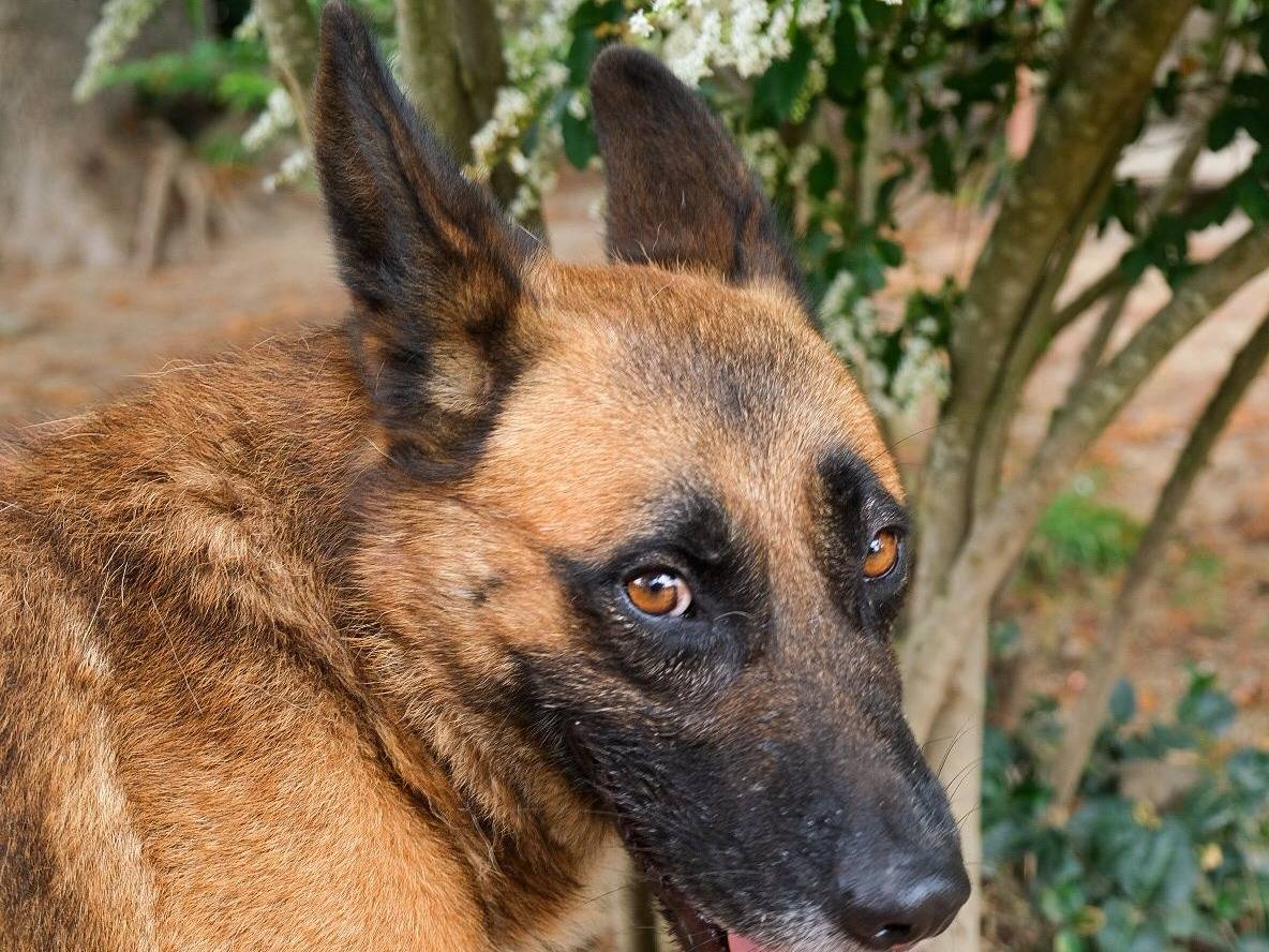 Vuoi adottare un cane a Torino?