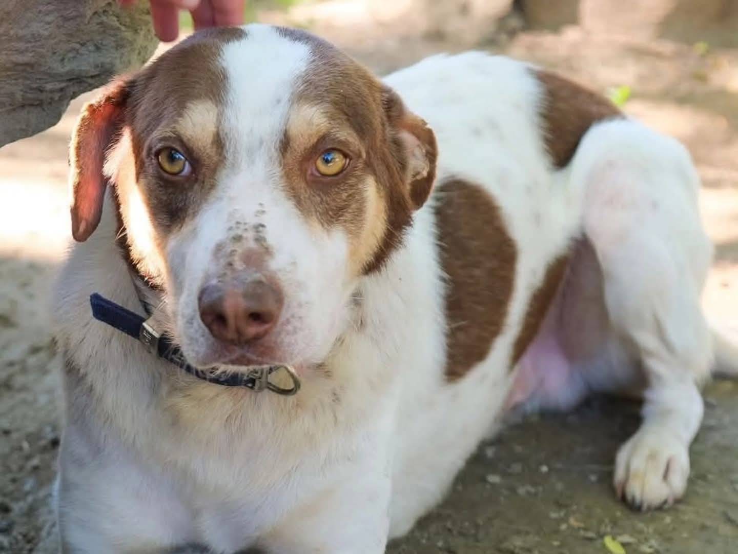 Adotta un cane, maschio, 4 anni e 4 mesi, Torino