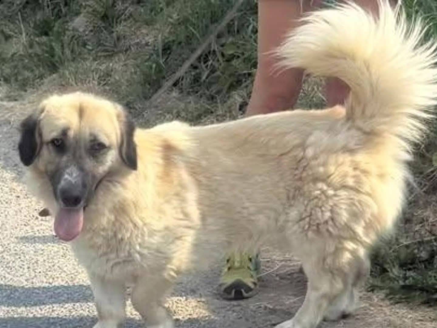 Adotta un cane, maschio, 2 anni  e 5 mesi , Torino