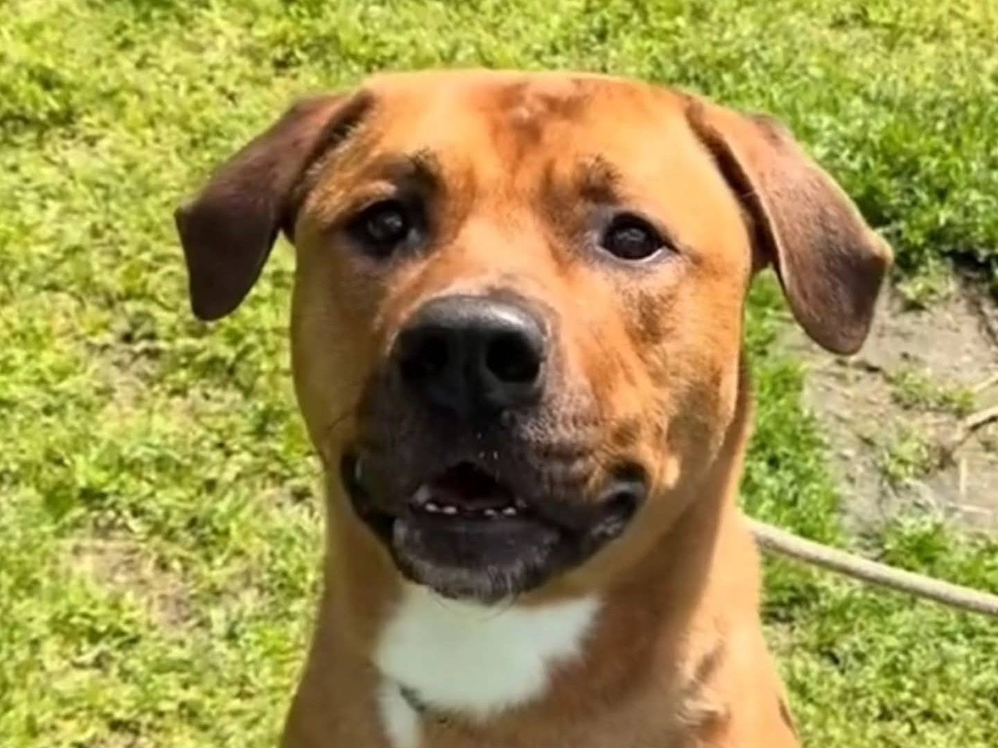 Adozione cane, maschio, Razza sconosciuta Razza sconosciuta, 2 anni e 9 mesi, taglia media, Torino
