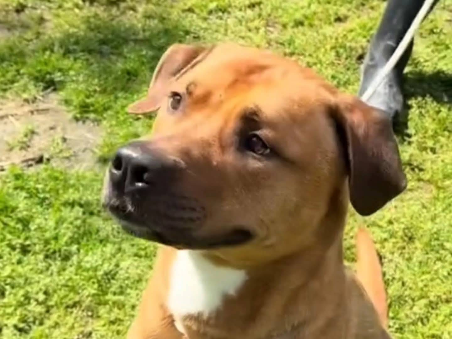 Adotta un cane, maschio, 2 anni e 9 mesi, Torino