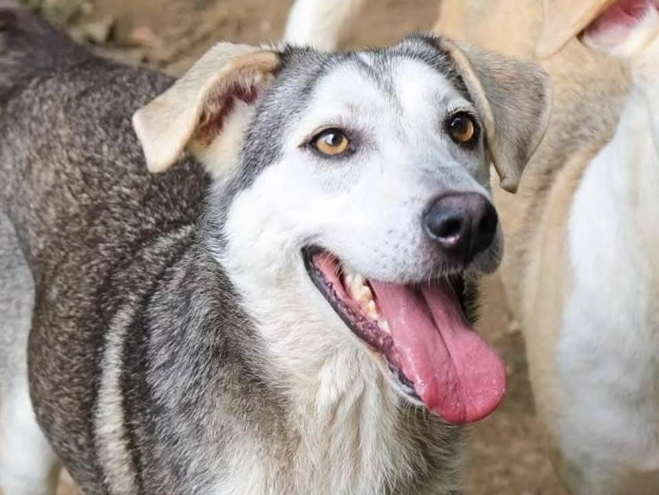 Vuoi adottare un cane a Torino?