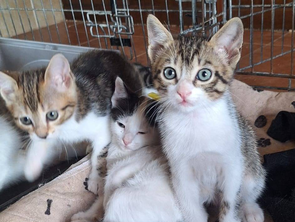 Vuoi adottare un gatto a Ferrara?