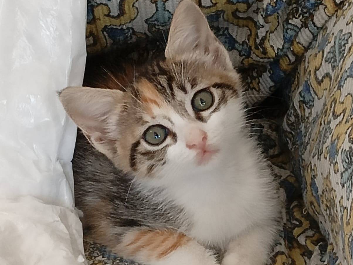 Adozione gatto, femmina, Razza sconosciuta Razza sconosciuta, 3 mesi, taglia non valida, Milano