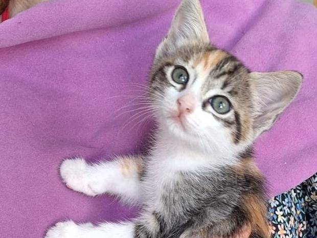 Adotta un gatto, femmina, 3 mesi, Milano