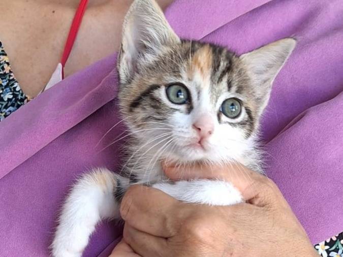 Adotta un gatto, taglia non valida, femmina, Milano