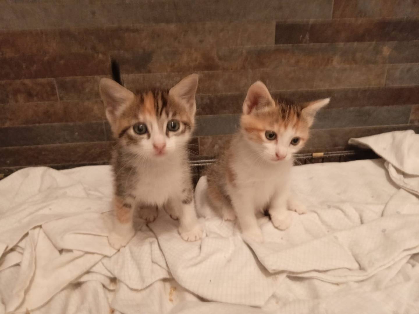 Vuoi adottare un gatto a Milano?