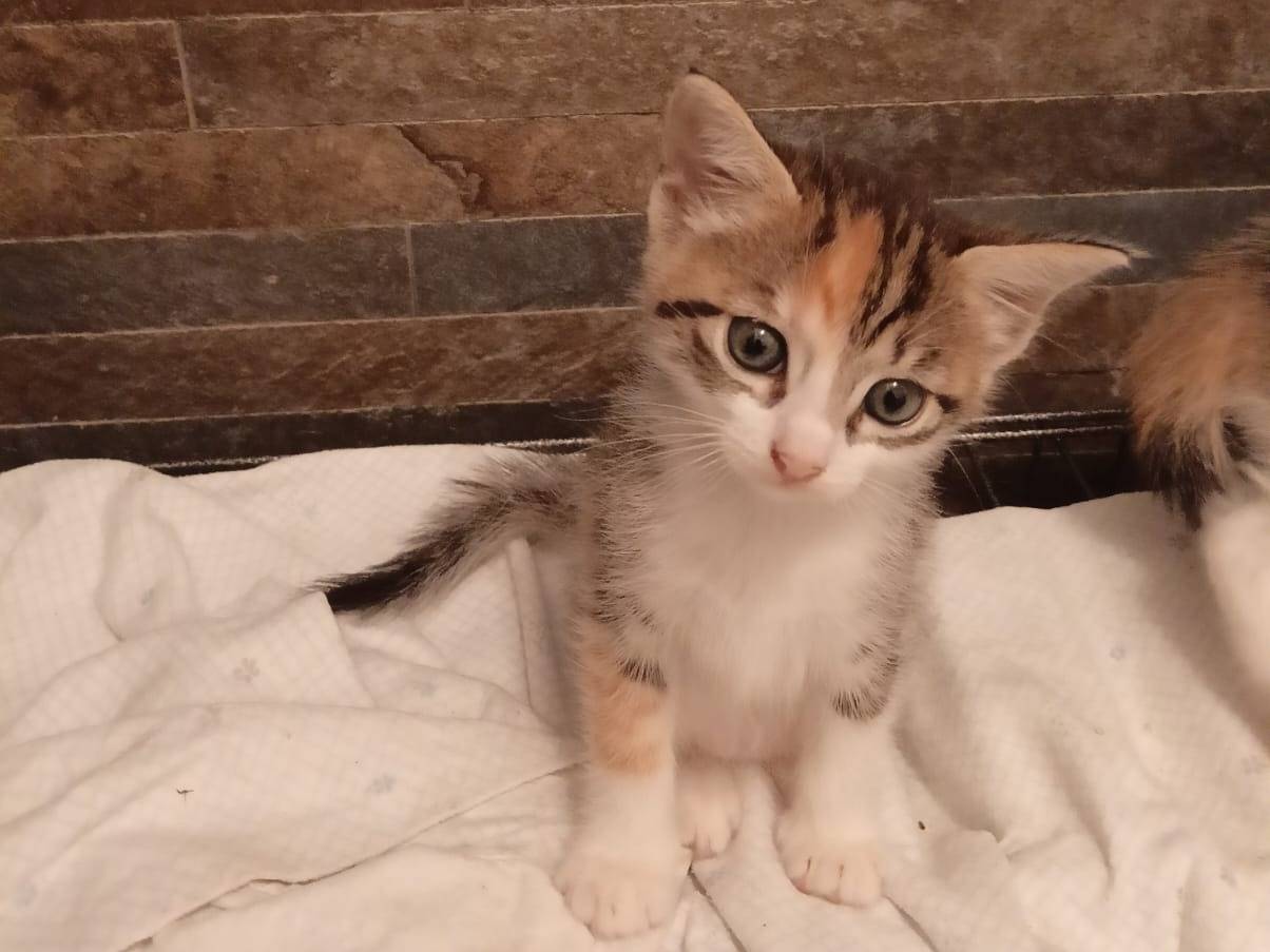 Adotta il gatto Demetra a Milano
