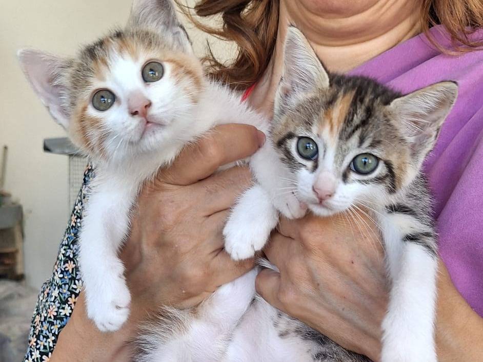 Adotta un gatto, taglia non valida, femmina, Genova