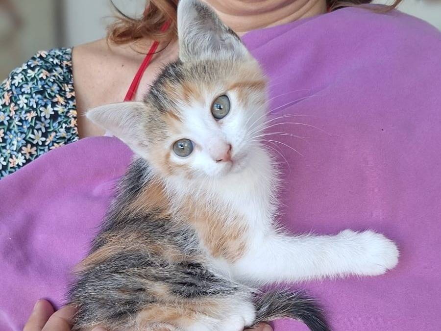 Vuoi adottare un gatto a Genova?