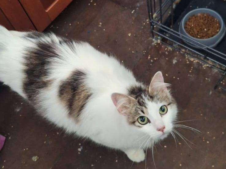 Adotta un gatto, femmina, 1 anno e 1 mese, Genova