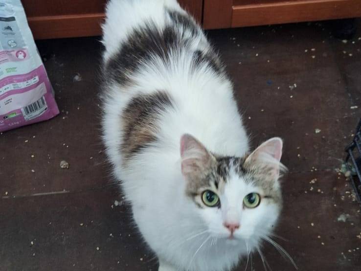 Adotta un gatto, taglia non valida, femmina, Genova