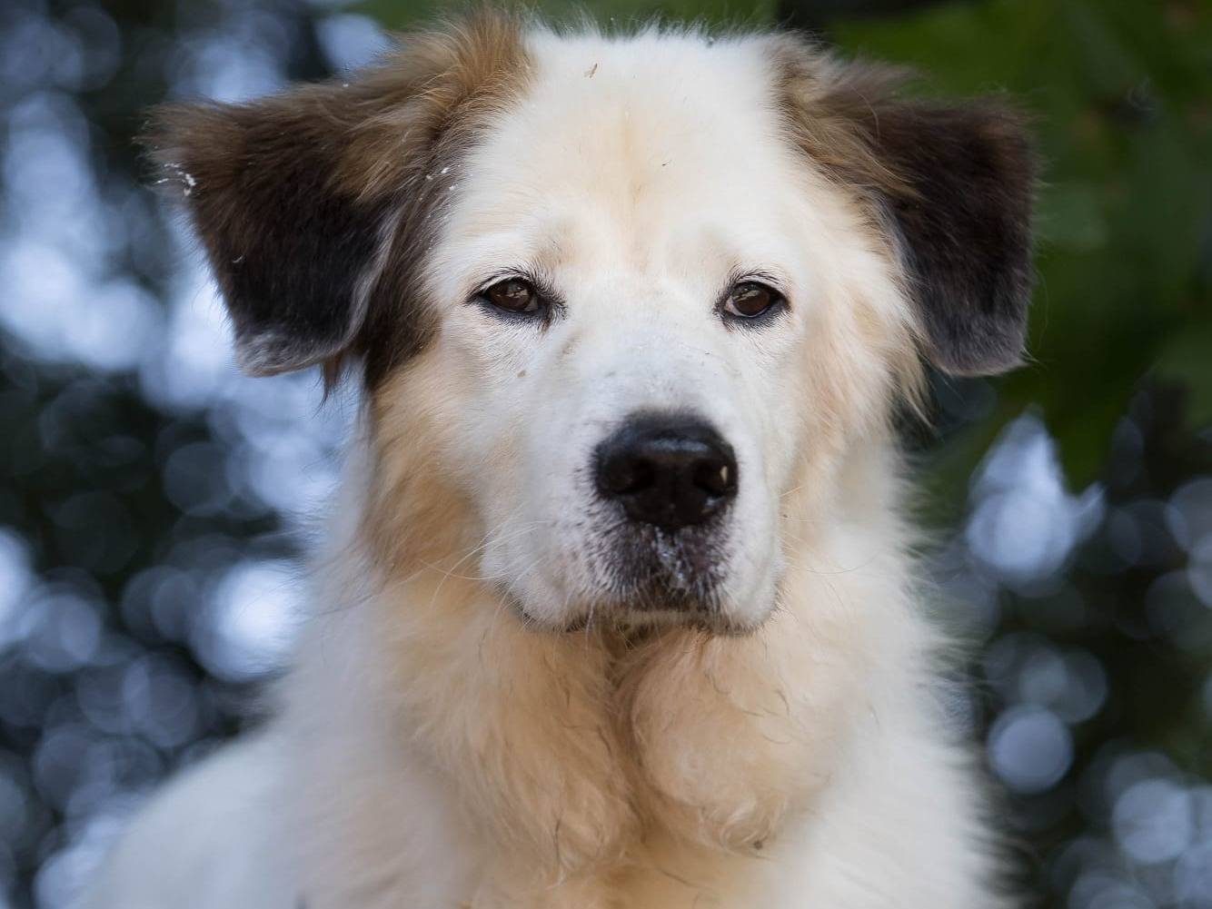 Adozione cane, maschio, Razza sconosciuta Razza sconosciuta, 11 anni  e 11 mesi , taglia media, Cremona