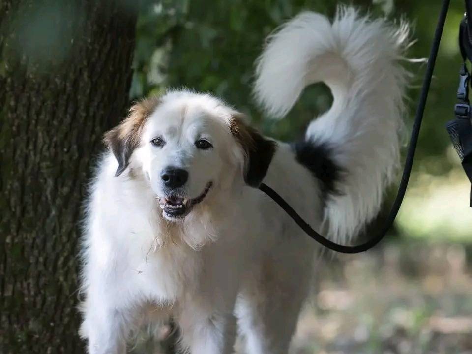 Adotta un cane, taglia media, maschio, Cremona