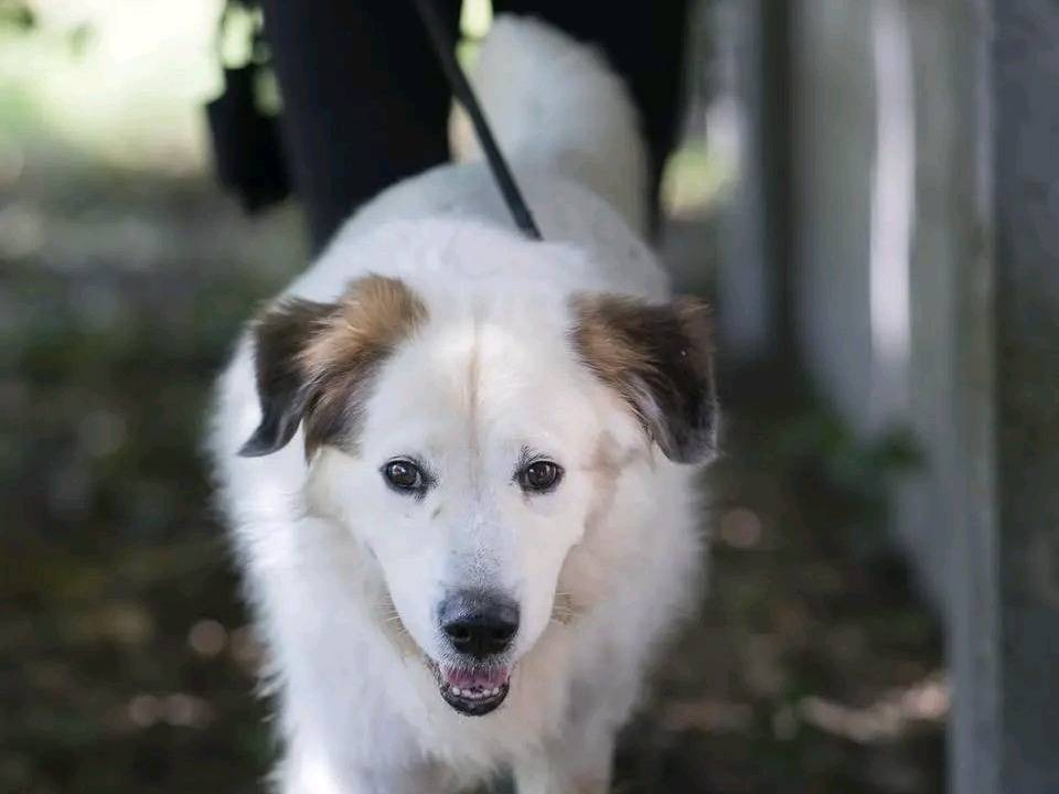 Vuoi adottare un cane a Cremona?