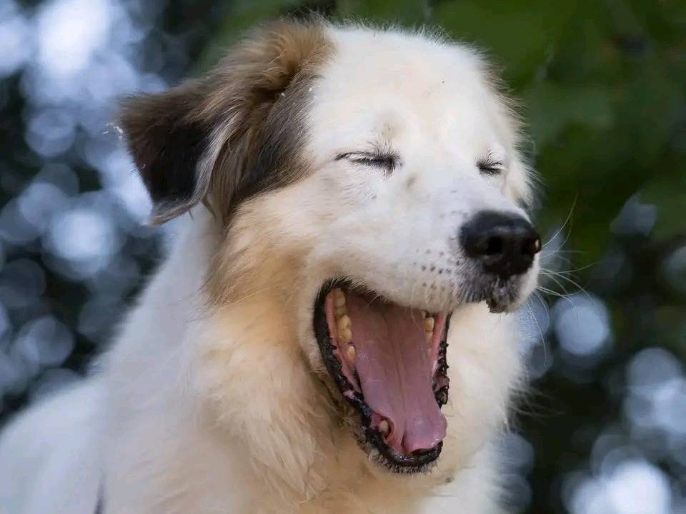 Adotta il cane HOLLY a Cremona