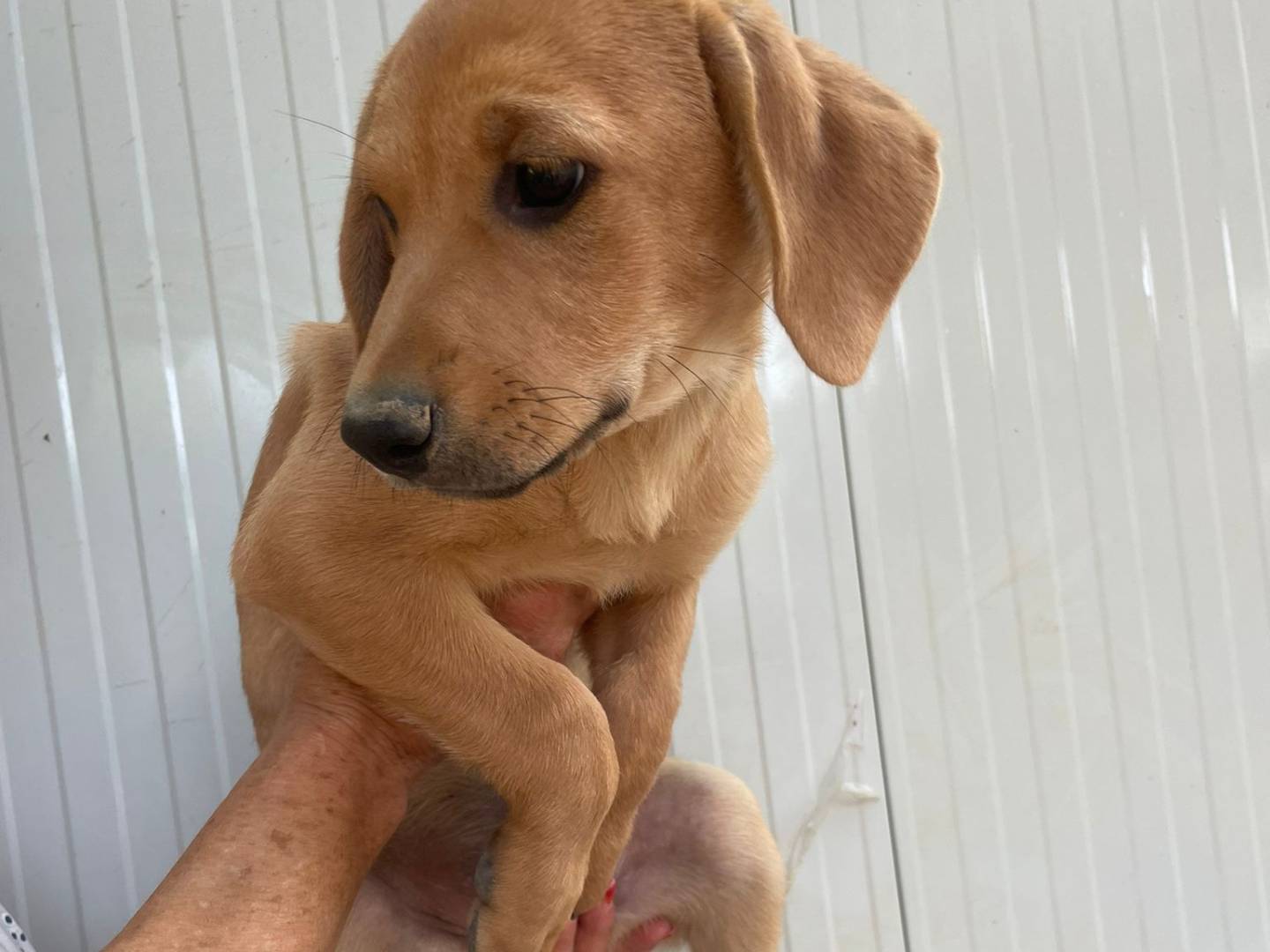 Adotta un cane, femmina, 2 mesi, Frosinone