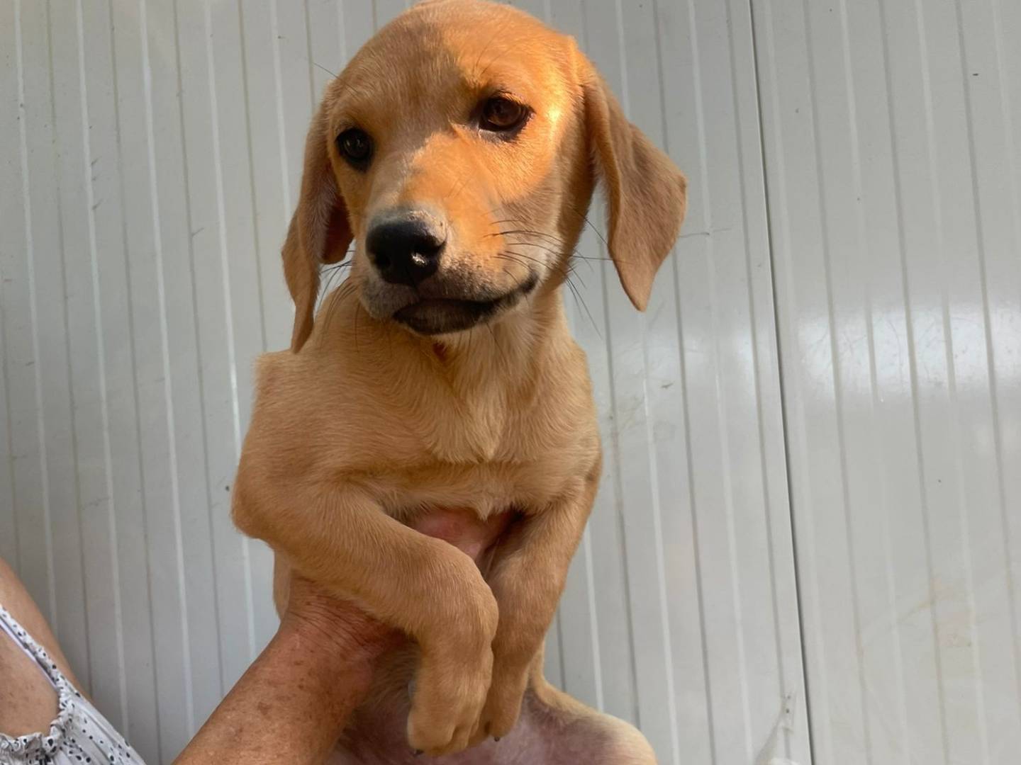 Adotta il cane NEVADA a Frosinone