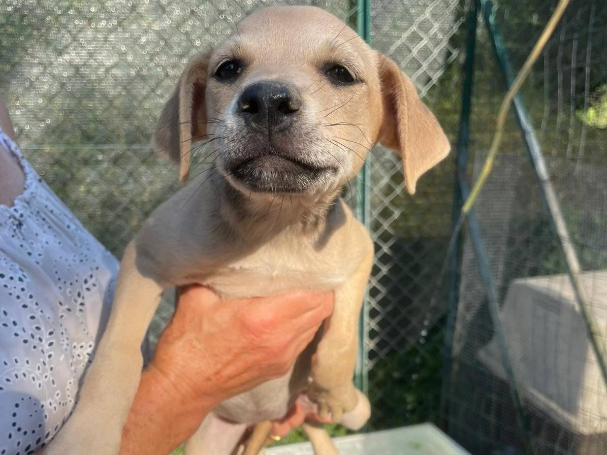 Adotta un cane, femmina, 2 mesi, Frosinone