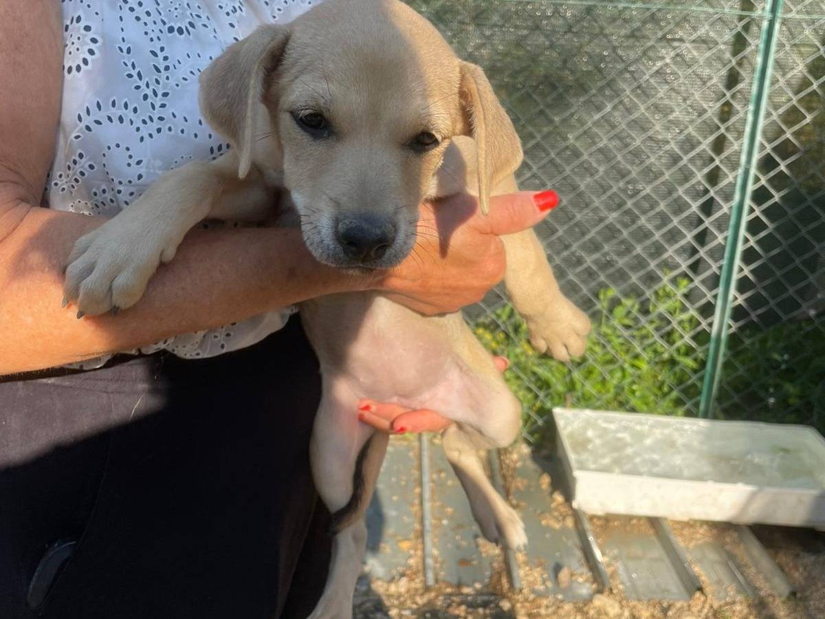 Adotta un cane, taglia media, femmina, Frosinone