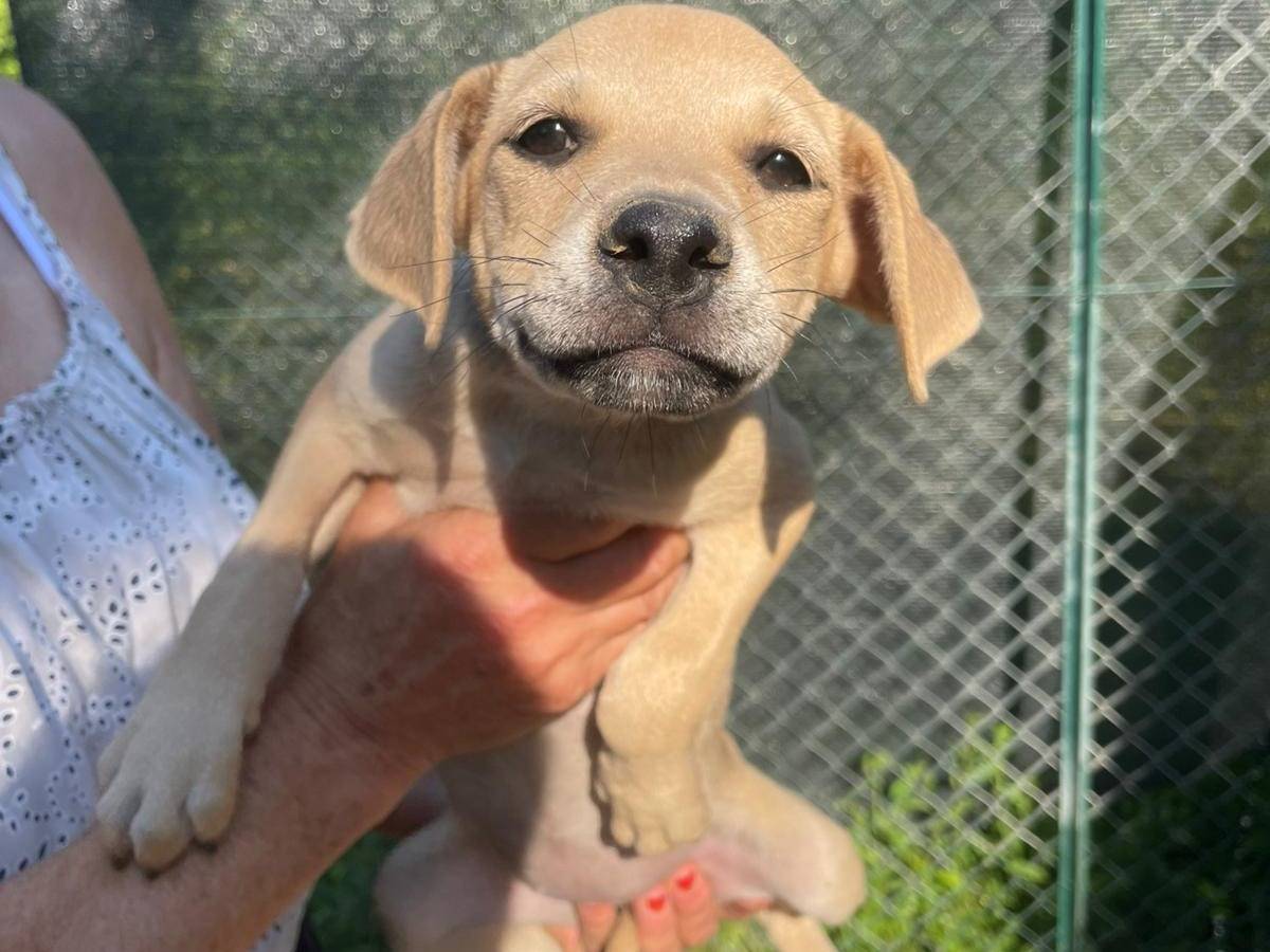 Vuoi adottare un cane a Frosinone?