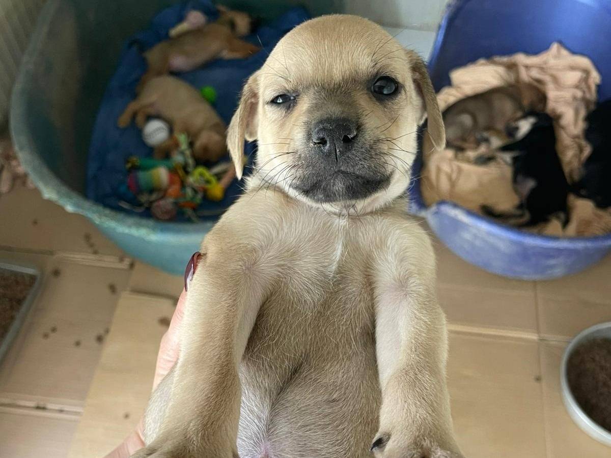 Adotta il cane INDIANA a Frosinone